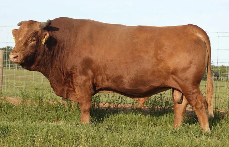 Akushi Wagyu breed
