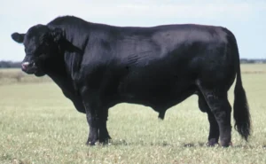 Breed profiles - black angus bull