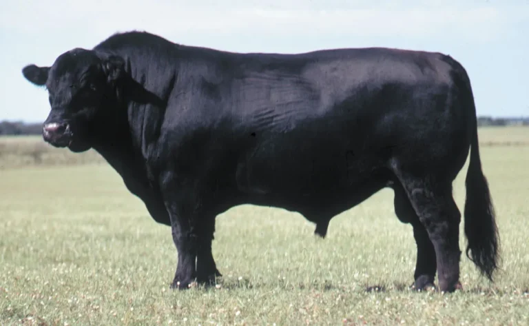 Breed profiles - black angus bull