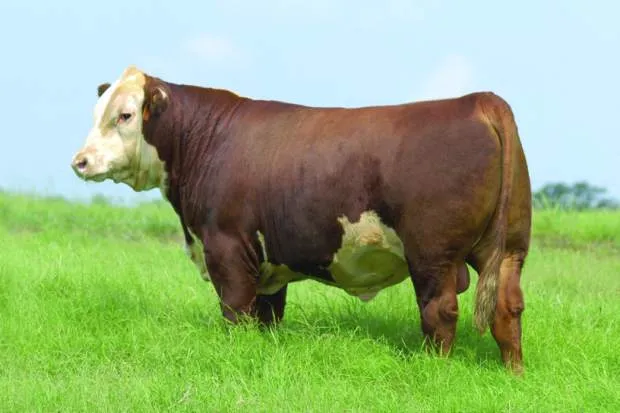 Hereford cattle breed